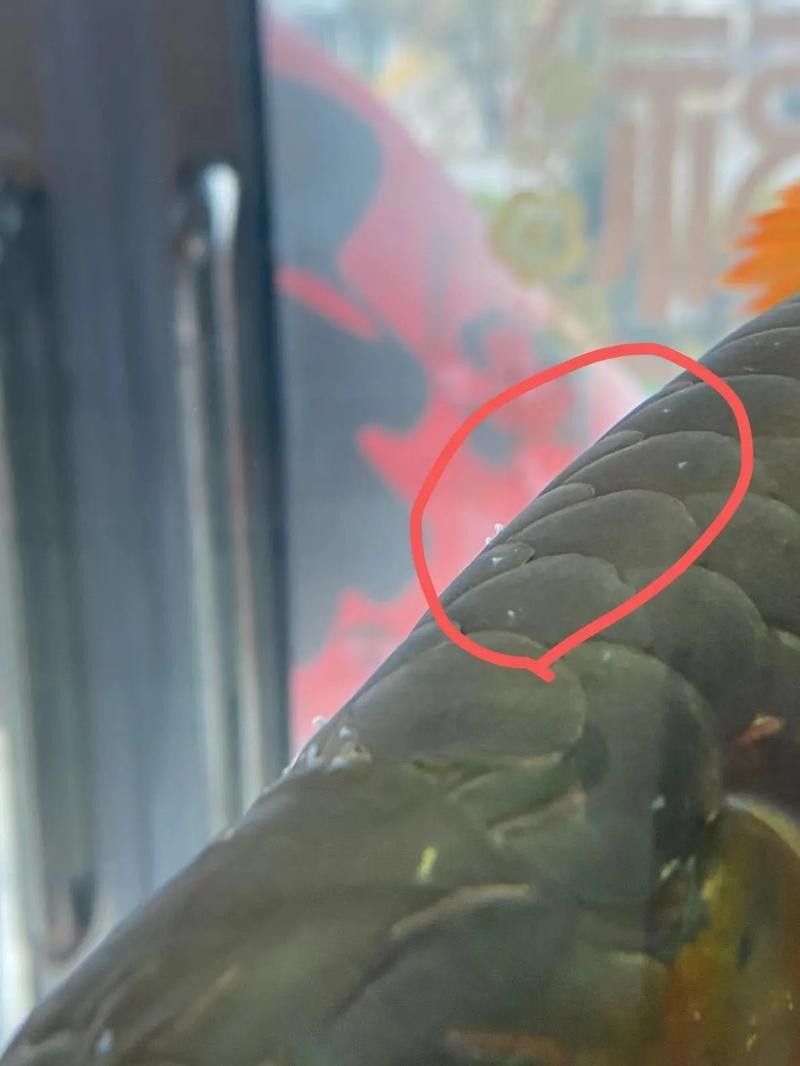 龍魚體表有白色棉絮狀東西圖片