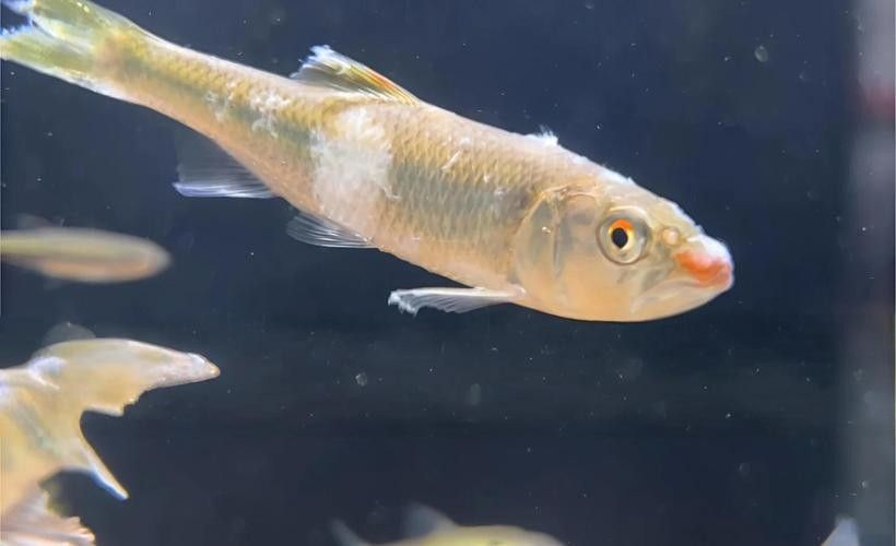 龍魚體表有白色棉絮狀東西圖片