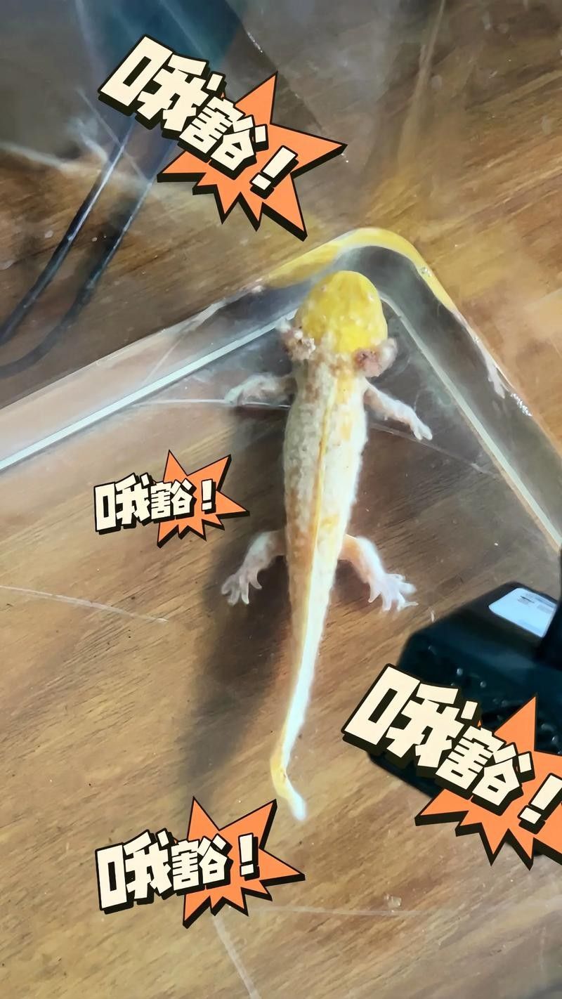 龍魚體表有白色棉絮狀東西圖片
