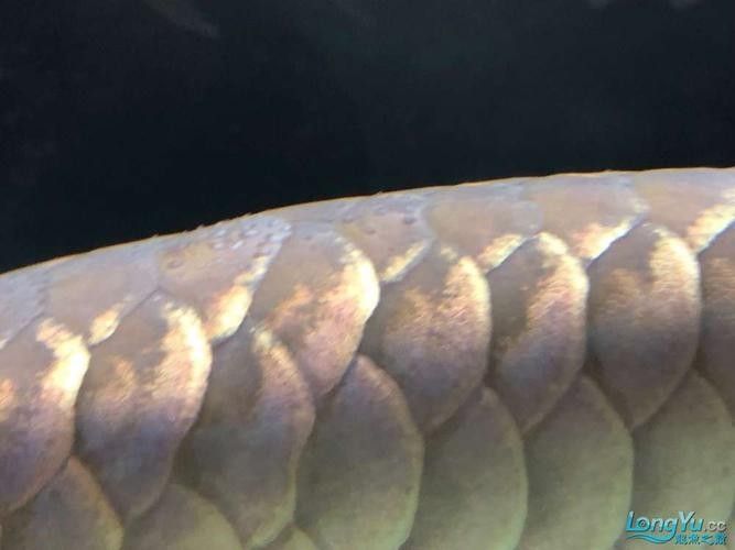 龍魚體表有白色棉絮狀東西圖片