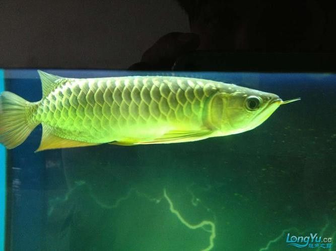 龍魚體表有白色棉絮狀東西圖片