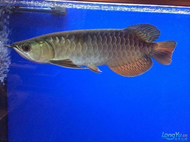 龍魚體表有白色棉絮狀東西圖片