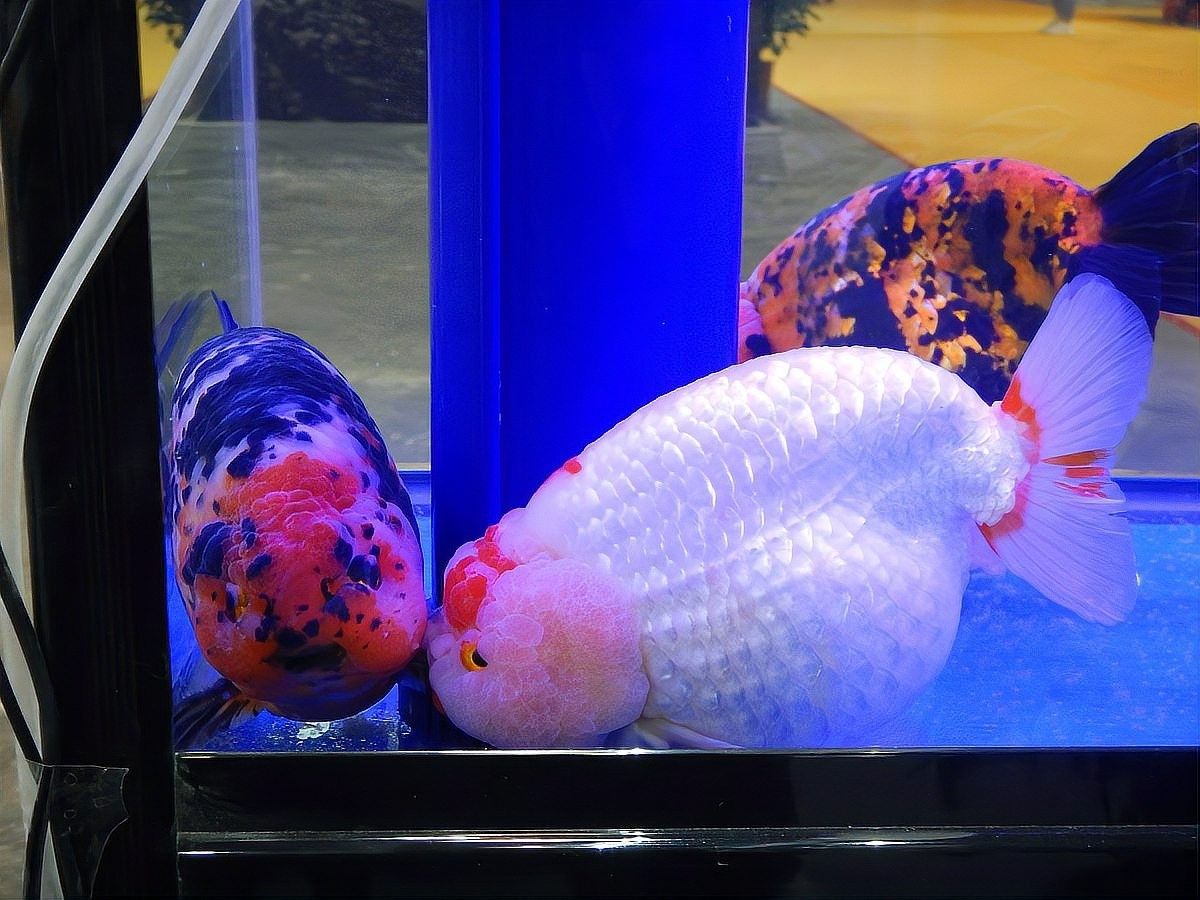 龍魚體表有白色棉絮狀東西圖片