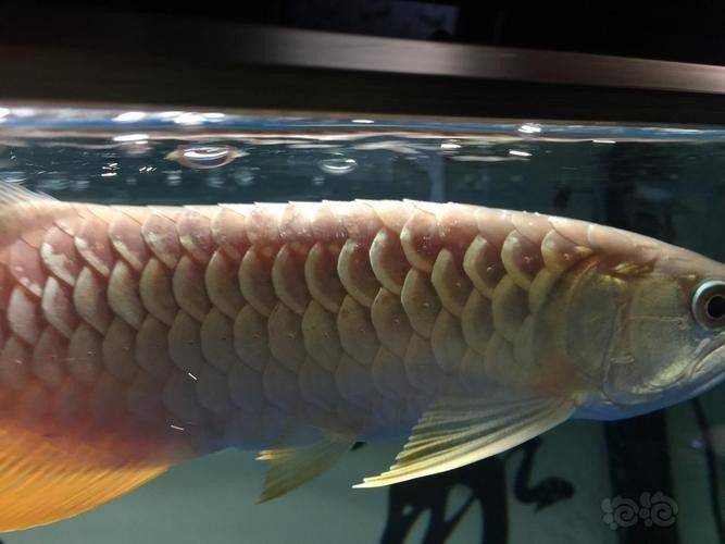 龍魚體表有白色棉絮狀東西圖片