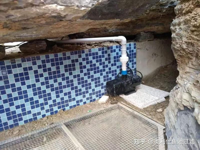 金龍魚養殖需要什么樣的過濾系統？