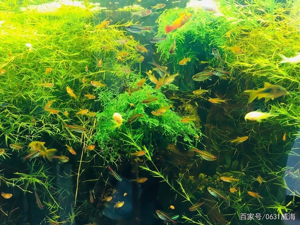 金龍魚養殖需要什么樣的過濾系統？