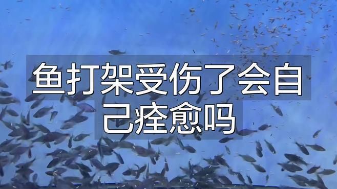 龍魚撞缸受傷能自愈嗎