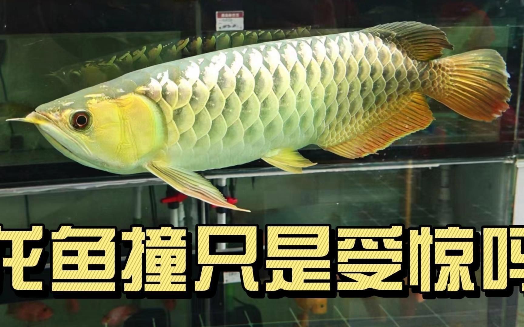 龍魚撞缸受傷能自愈嗎