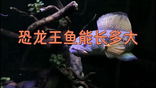 恐龍魚和恐龍王魚區別在哪兒