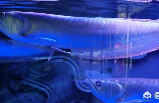 龍魚一直喂活魚可以嗎：龍魚可以吃活魚嗎