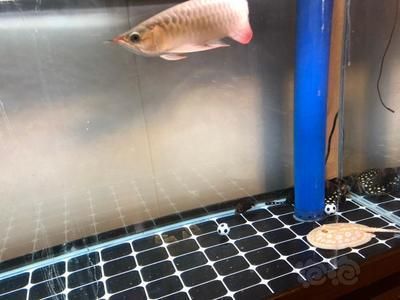 喂食龍魚的泥鰍需要經過冷凍處理以下冷凍時間和相關建議：喂食龍魚的泥鰍要凍多久才可以喂