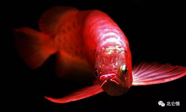 橙紅龍魚圖（橙紅龍魚品種及喂養(yǎng)小知識介紹橙紅龍魚品種及喂養(yǎng)小知識）