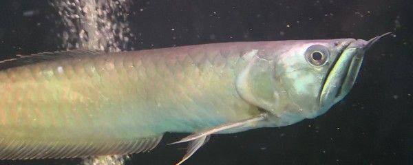 銀龍魚掉眼的原因（銀龍魚掉眼的原因是什么，銀龍魚掉眼的原因多種多樣）