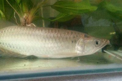 龍魚短期內能接受的最低水溫是25-28℃,20℃,[需手動填充]：龍魚在,20℃,的水溫下會凍死嗎