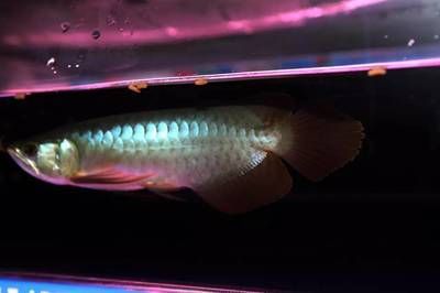 印度尼西亞龍魚規模（印度尼西亞的龍魚養殖業）