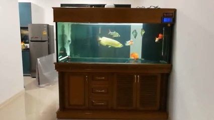 西安養(yǎng)金龍魚1.5米魚缸（在西安養(yǎng)金龍魚）