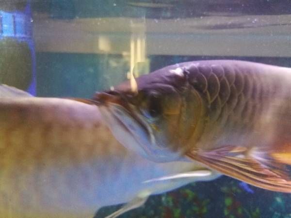 紅龍魚鱗片掉了多久能長出來：紅龍魚的鱗片掉了多久能長出來