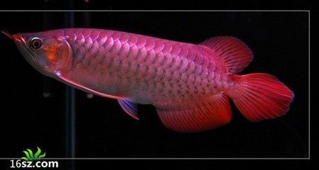 龍魚好壞，判斷龍魚的好壞需要綜合考慮其體型、鱗片、姿態和行為以及飼養環境優化技巧