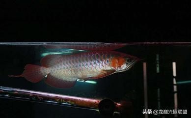 龍魚好壞，判斷龍魚的好壞需要綜合考慮其體型、鱗片、姿態和行為以及飼養環境優化技巧