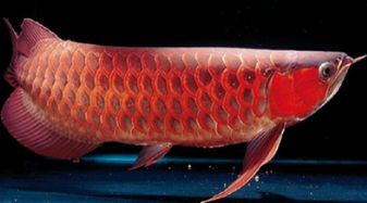 魚缸水變黃（如何正確使用水質凈化劑魚缸過濾系統維護技巧）