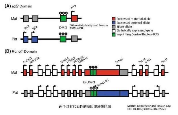 孤雌繁殖的生物學意義，孤雌繁殖與生物多樣性關系孤雌繁殖與生物多樣性關系