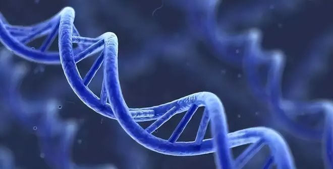 孤雌繁殖的生物學意義，孤雌繁殖與生物多樣性關系孤雌繁殖與生物多樣性關系