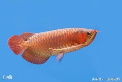 金龍魚吃泥鰍好不好：金龍魚可以吃泥鰍嗎？