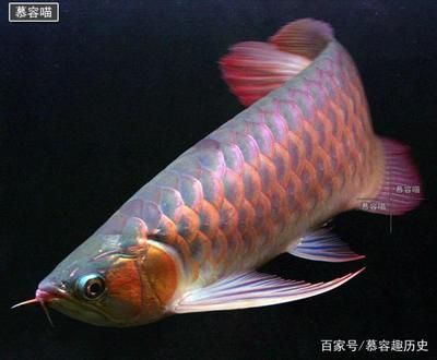 金龍魚(yú)吃泥鰍好不好：金龍魚(yú)可以吃泥鰍嗎？