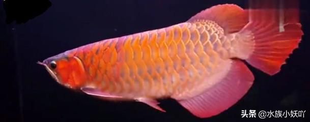 ]中提到1000萬的金龍魚價格因種類和品質(zhì)而異：1000萬的金龍魚價格是多少？