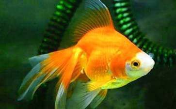 金龍魚作文600字：家庭養(yǎng)殖金龍魚的注意事項(xiàng)