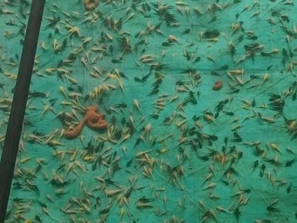 恐龍魚能吃多大的魚苗啊圖片