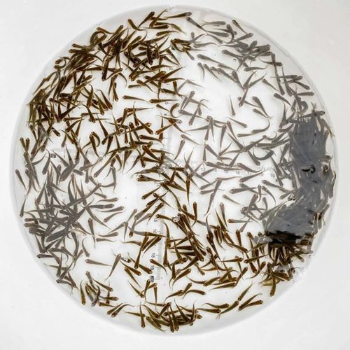 恐龍魚能吃多大的魚苗啊圖片