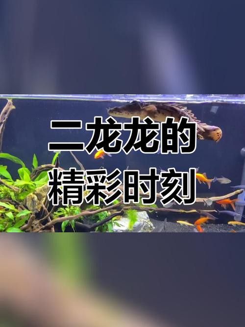 恐龍魚能吃多大的魚苗啊圖片