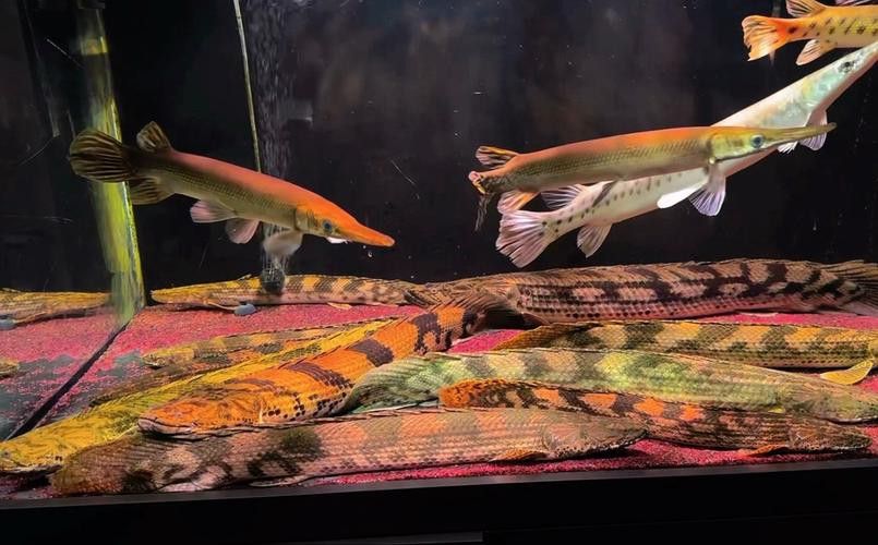 恐龍魚能吃多大的魚苗啊圖片