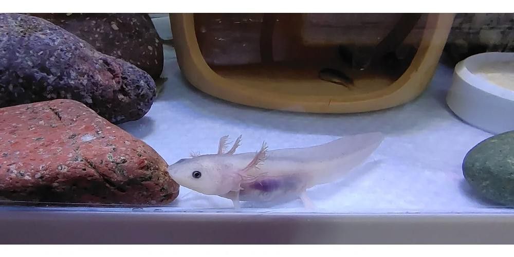 恐龍魚能吃多大的魚苗啊圖片