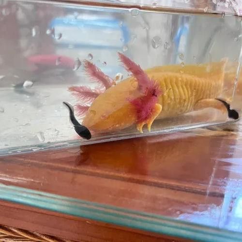 恐龍魚能吃多大的魚苗啊圖片
