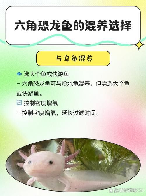 恐龍魚能吃多大的魚苗啊圖片