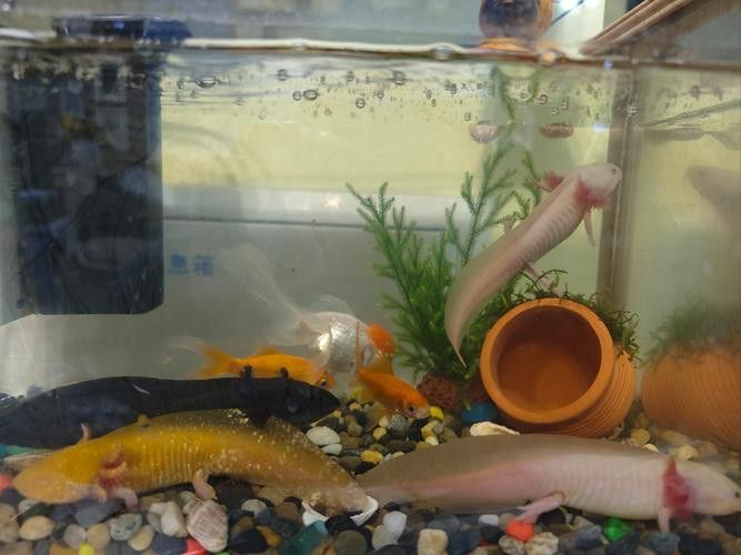 恐龍魚能吃多大的魚苗啊圖片