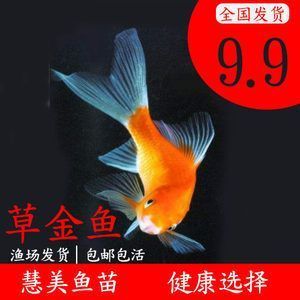 紅龍魚幾天喂一次飼料好：紅龍魚的喂食頻率應(yīng)該如何確定