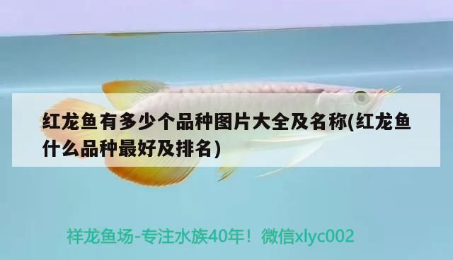 紅龍魚有多少個品種圖片大全及名稱(紅龍魚什么品種最好及排名)