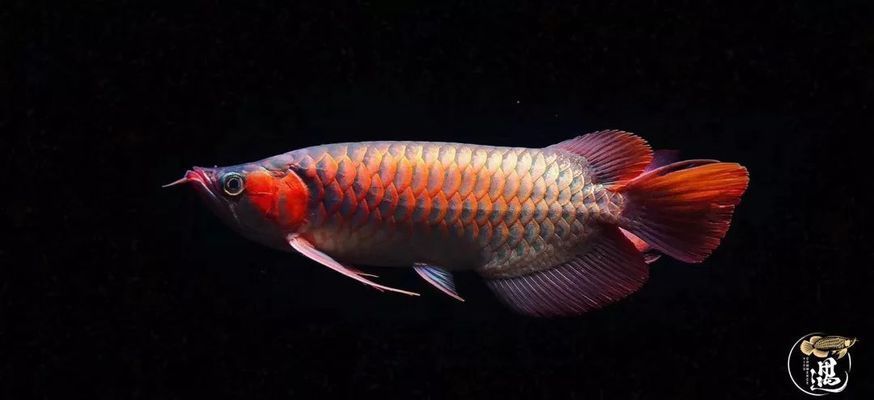 龍魚尾巴燒尾怎么治療視頻：龍魚尾巴燒尾的治療方法是什么，龍魚燒尾的治療方法