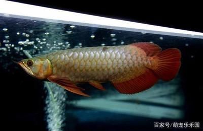 龍魚放土霉素會死嗎：關于龍魚打架的問題