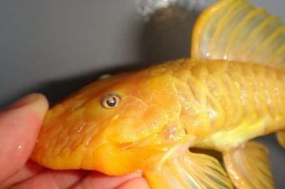 黃金龍魚(yú)為什么那么貴？：為什么黃金龍魚(yú)那么貴？