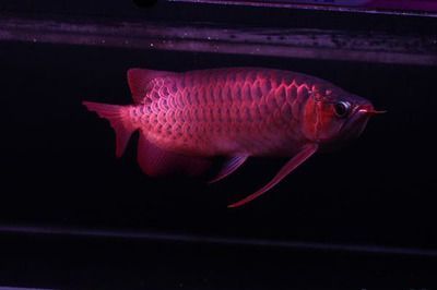紅龍魚細框好還是粗框好：紅龍魚是細框好還是粗框好
