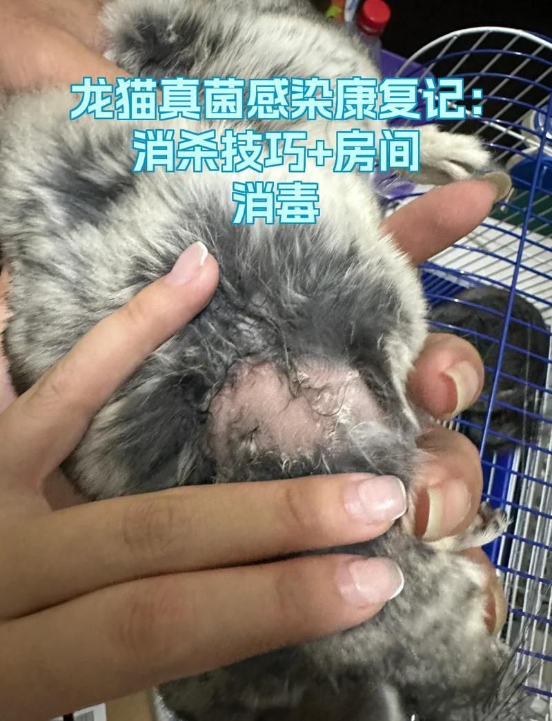 龍貓攜帶哪些常見細菌？