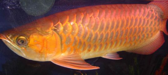 武吉美拉金龍魚怎么樣（武吉美拉金龍魚是一種原產于馬來西亞霹靂州武吉美拉金龍魚）