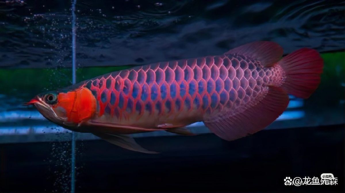 印度尼西亞紅龍魚產地