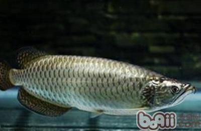 金龍魚放生到河里能活嗎視頻講解：金龍魚放生到河里能活嗎？生態影響與科學解析