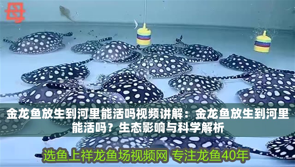 金龍魚放生到河里能活嗎視頻講解：金龍魚放生到河里能活嗎？生態影響與科學解析