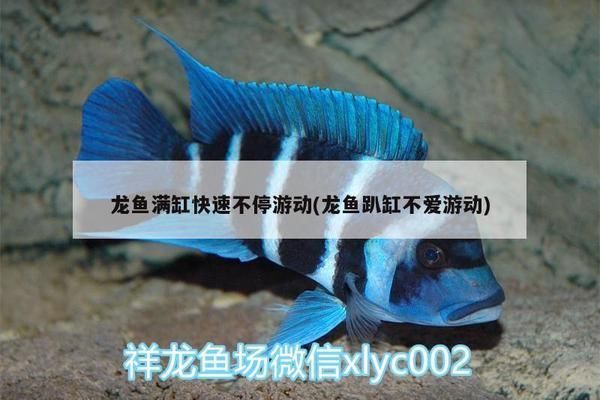 龍魚趴缸不愛游動了：龍魚趴缸不愛游動可能是由多種因素引起的